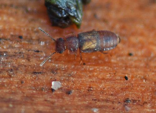 Metopsia clypeata